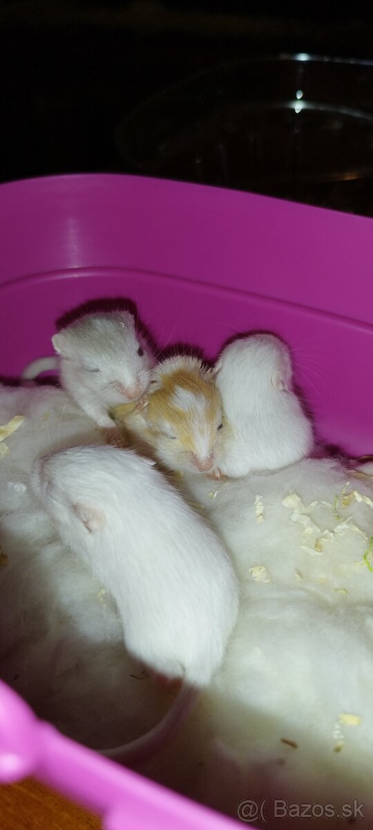 Predám pieskomilov + celé príslušenstvo - 10