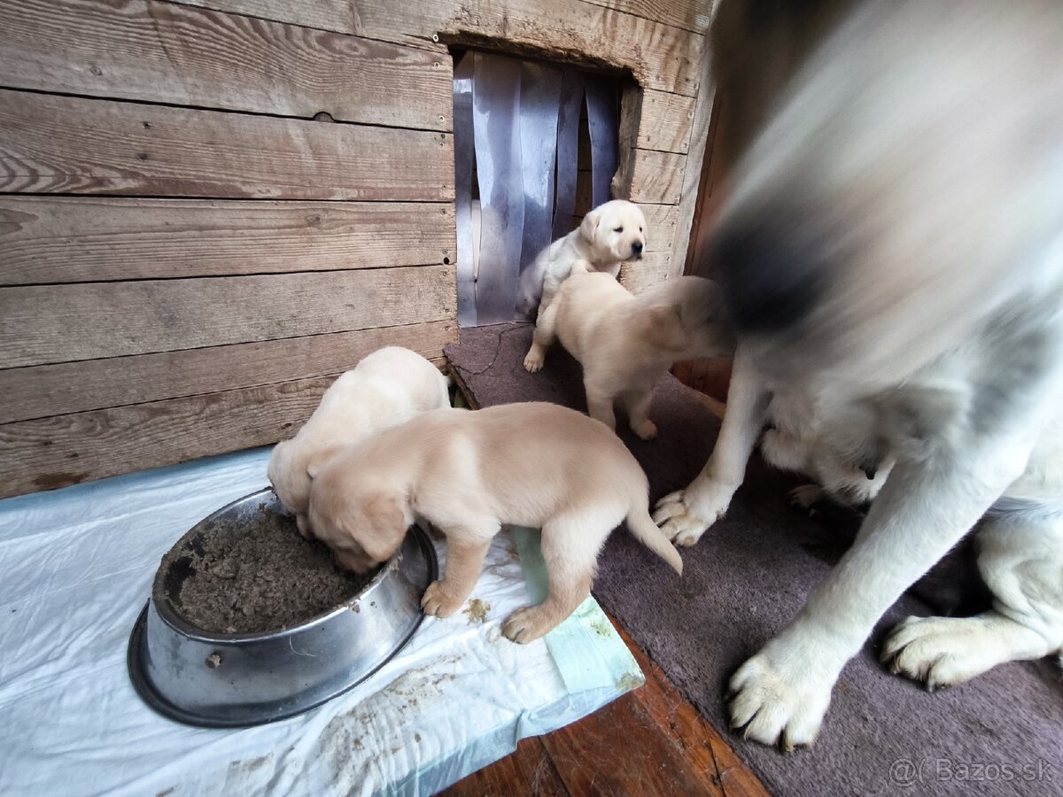 Labradorsky retriver - 10