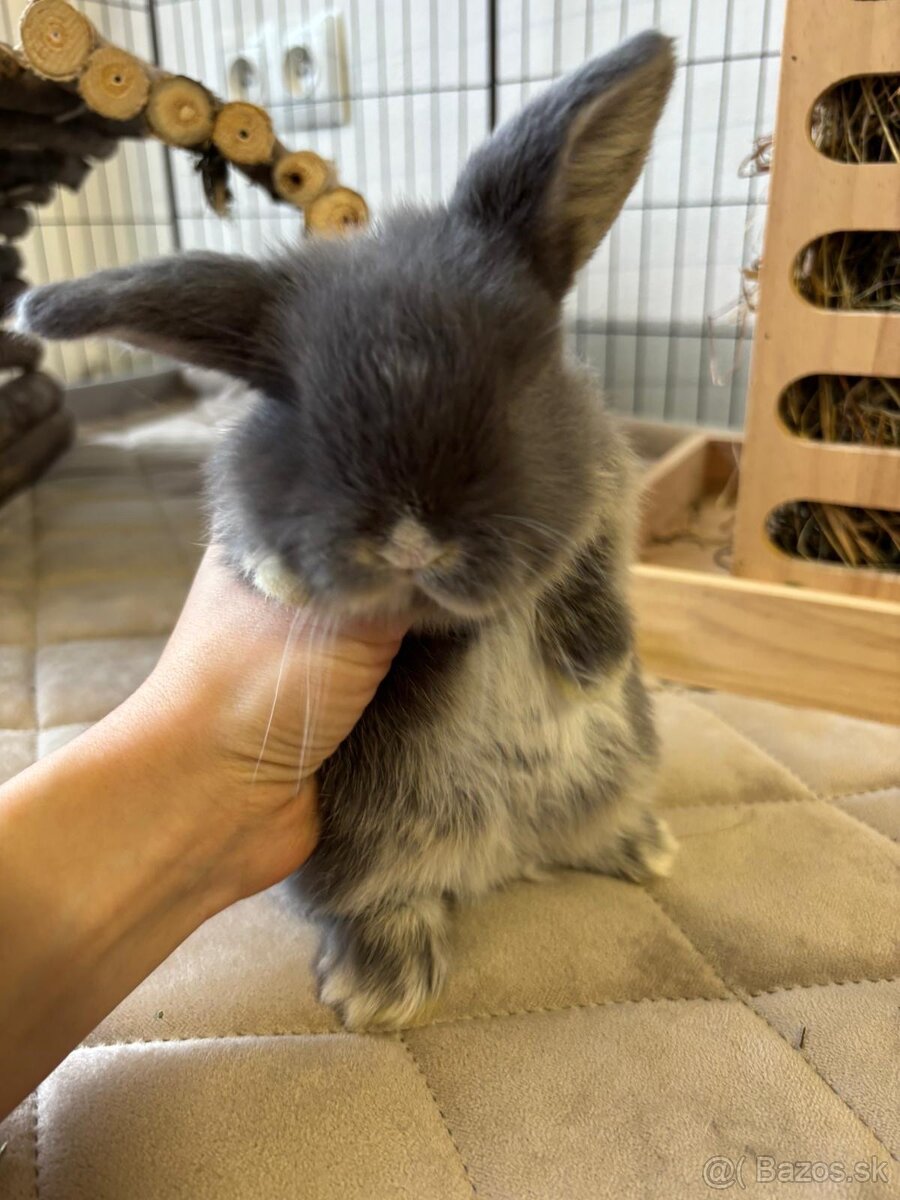 Ponúkame na predaj minilop zajačikov, králičkov, zajacov - 10