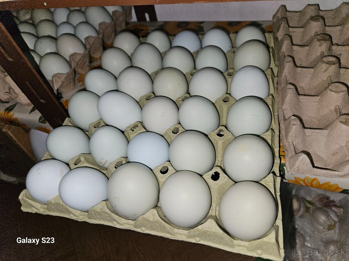 Predám nasadové vajíčka araucana - 10