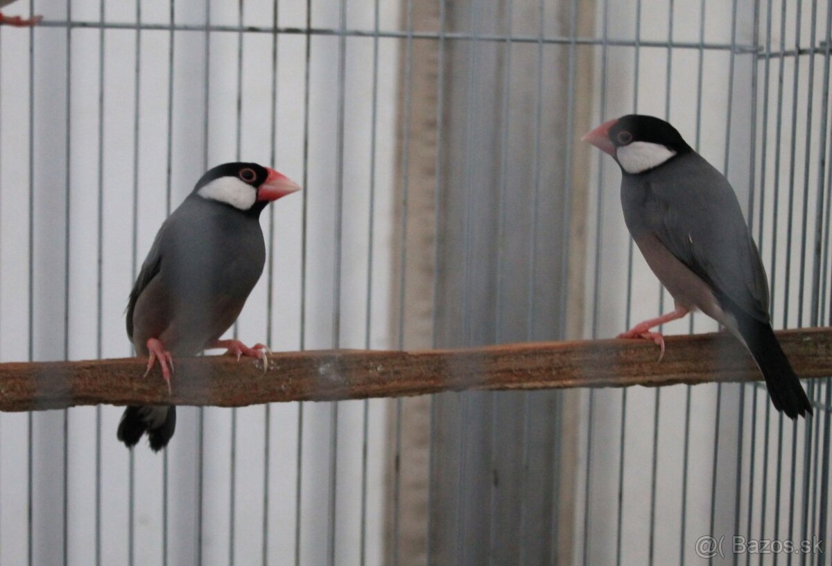 Predám drobotinu - 10