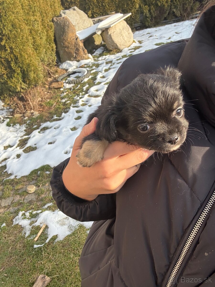 Mini čivava šteniatka - 10
