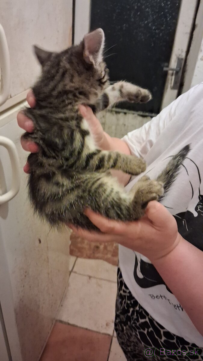 Darujem mačky a kocurikov - 10