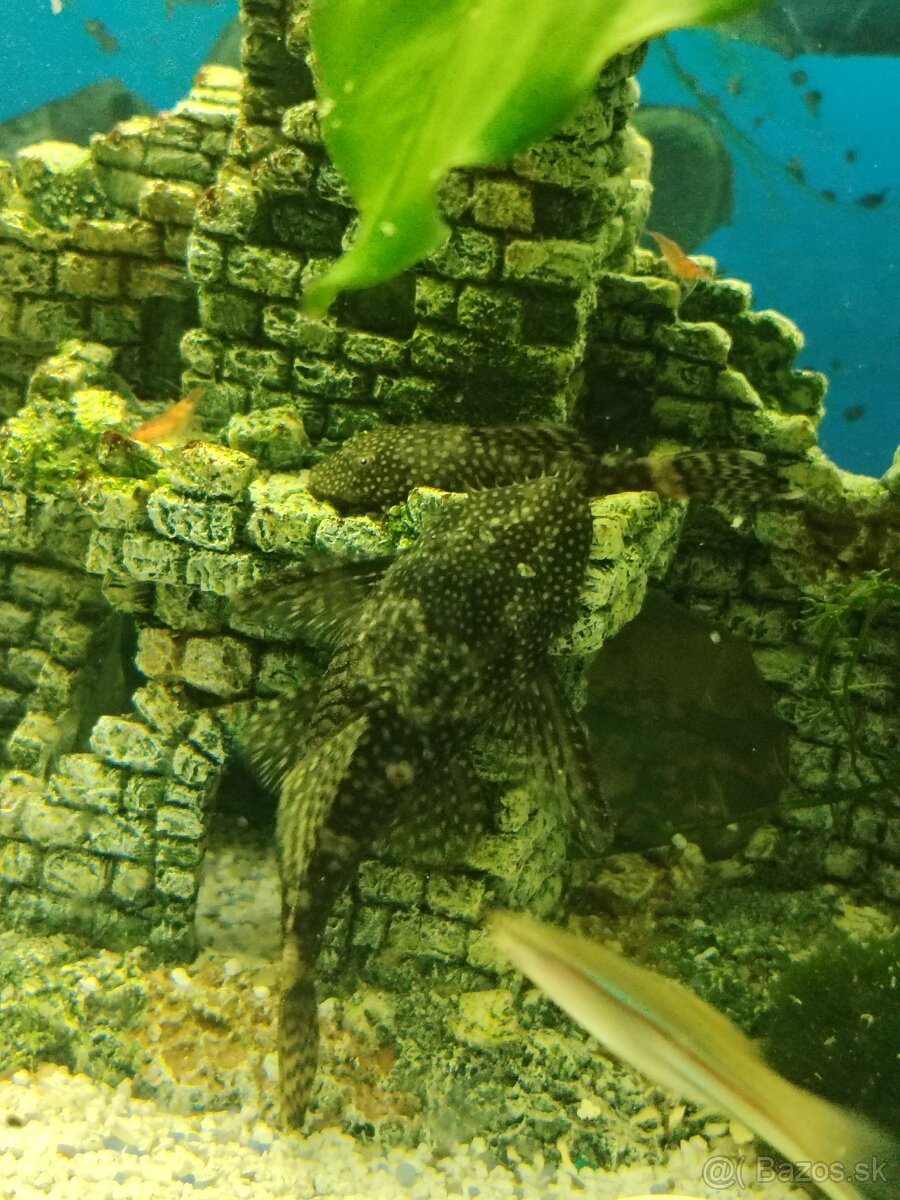 Vymenim alebo darujem - 10