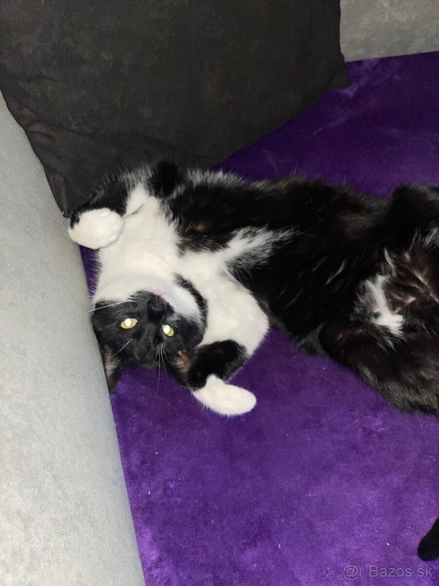 Darujem mačičku - 10