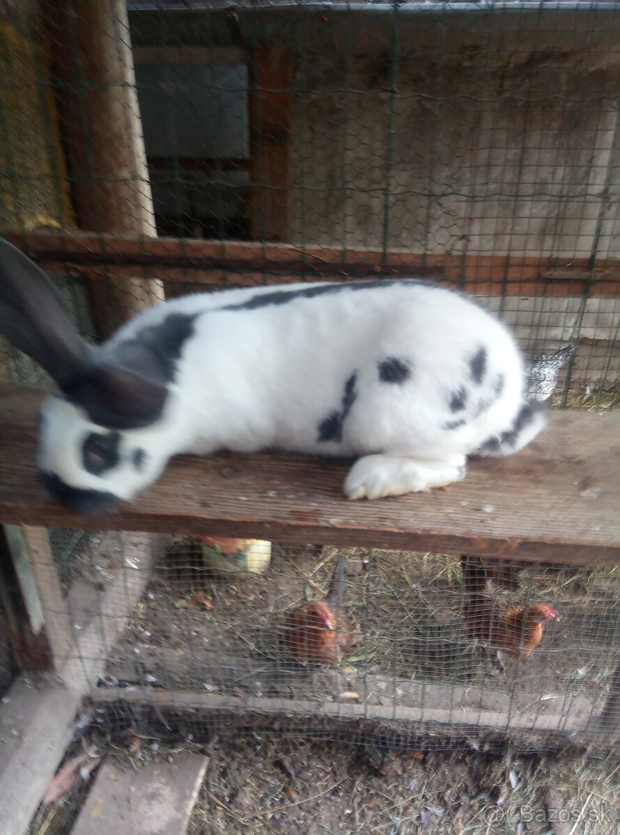 Nemecký obrovitý strakáč - 10