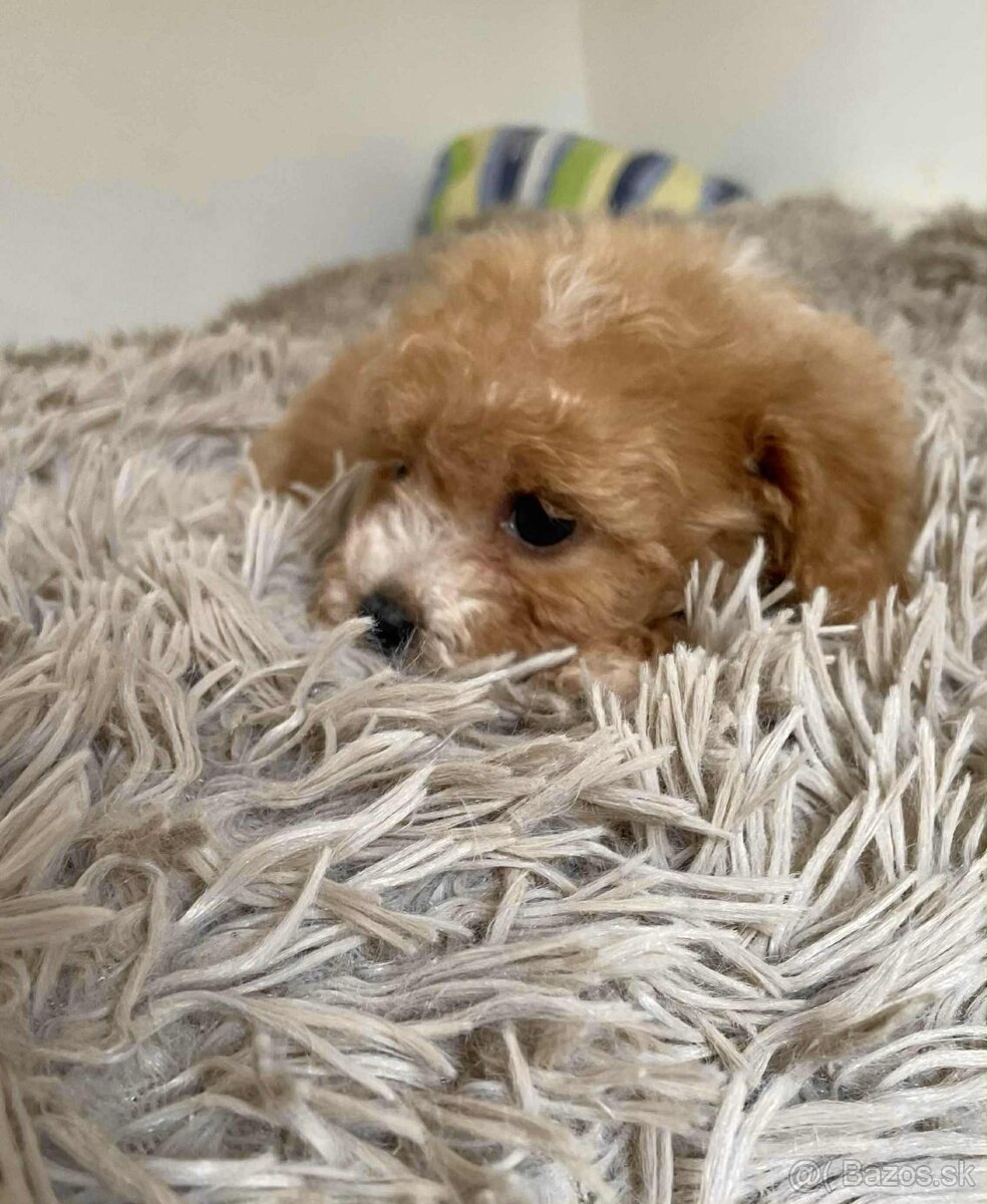 Red and white mini Maltipoo girl - 10