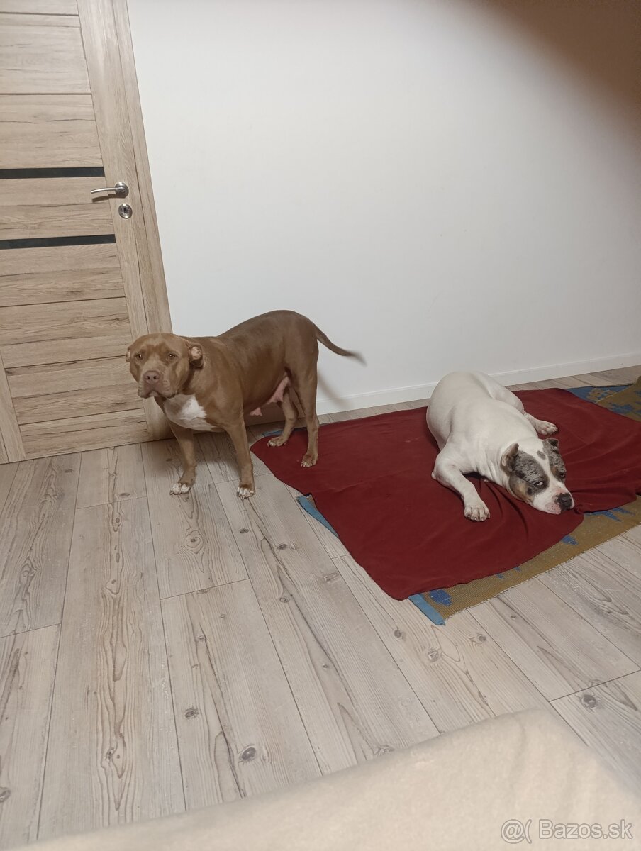 American Bully XL - 10