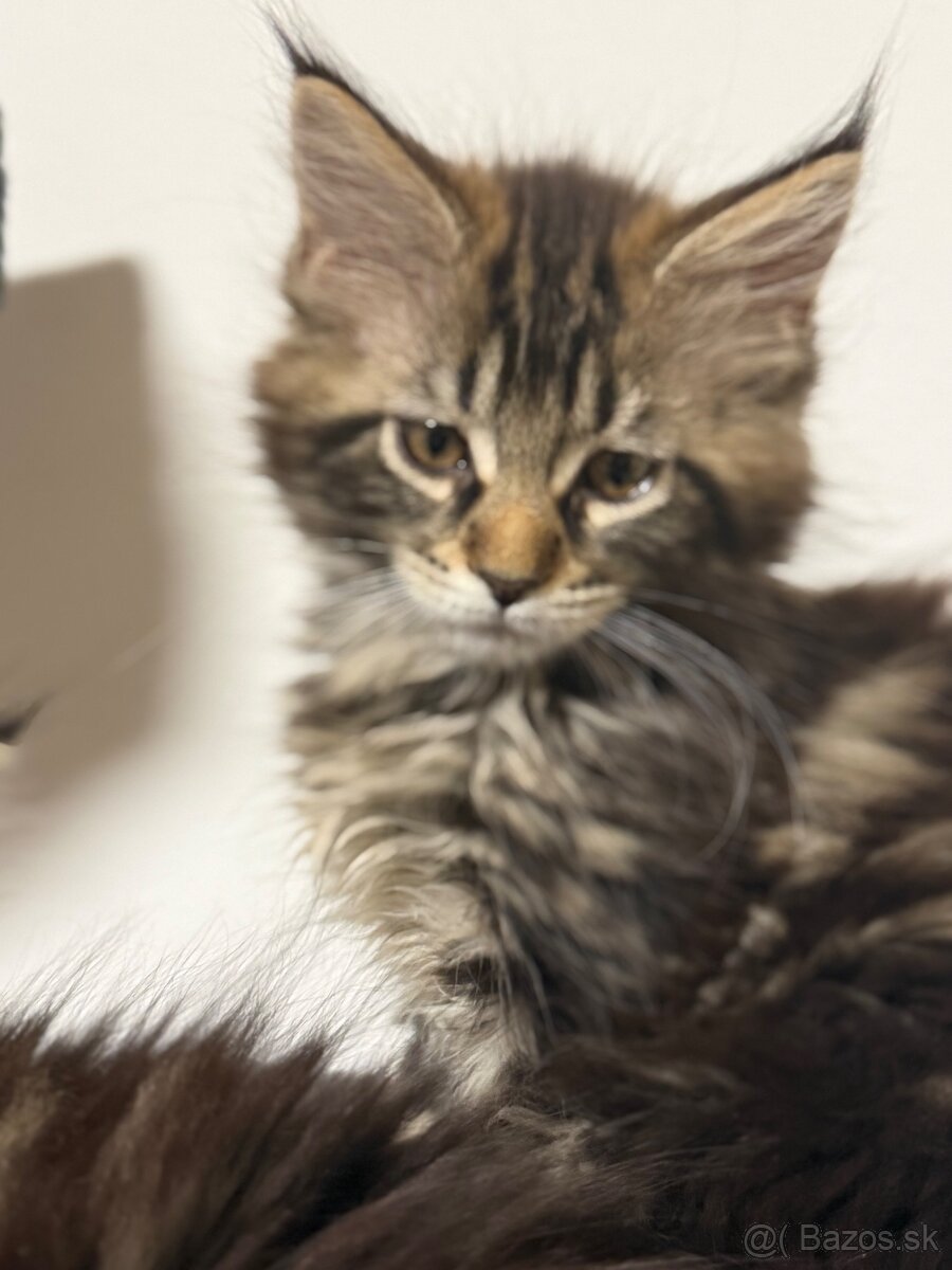 Maine coon - 10