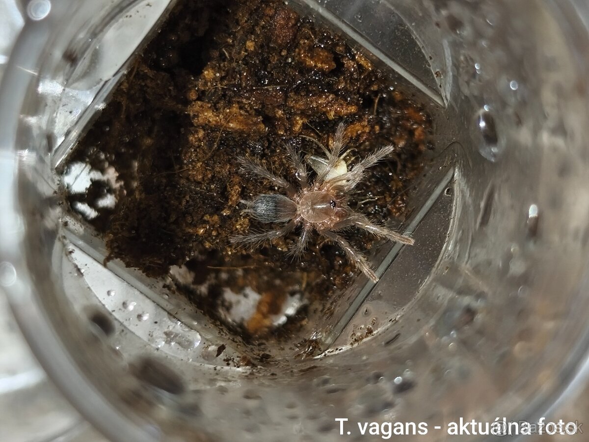Vtáčkare, tarantuly, pavúky - 10