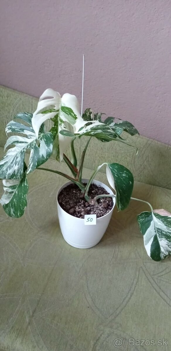 Monstera variegata - 10