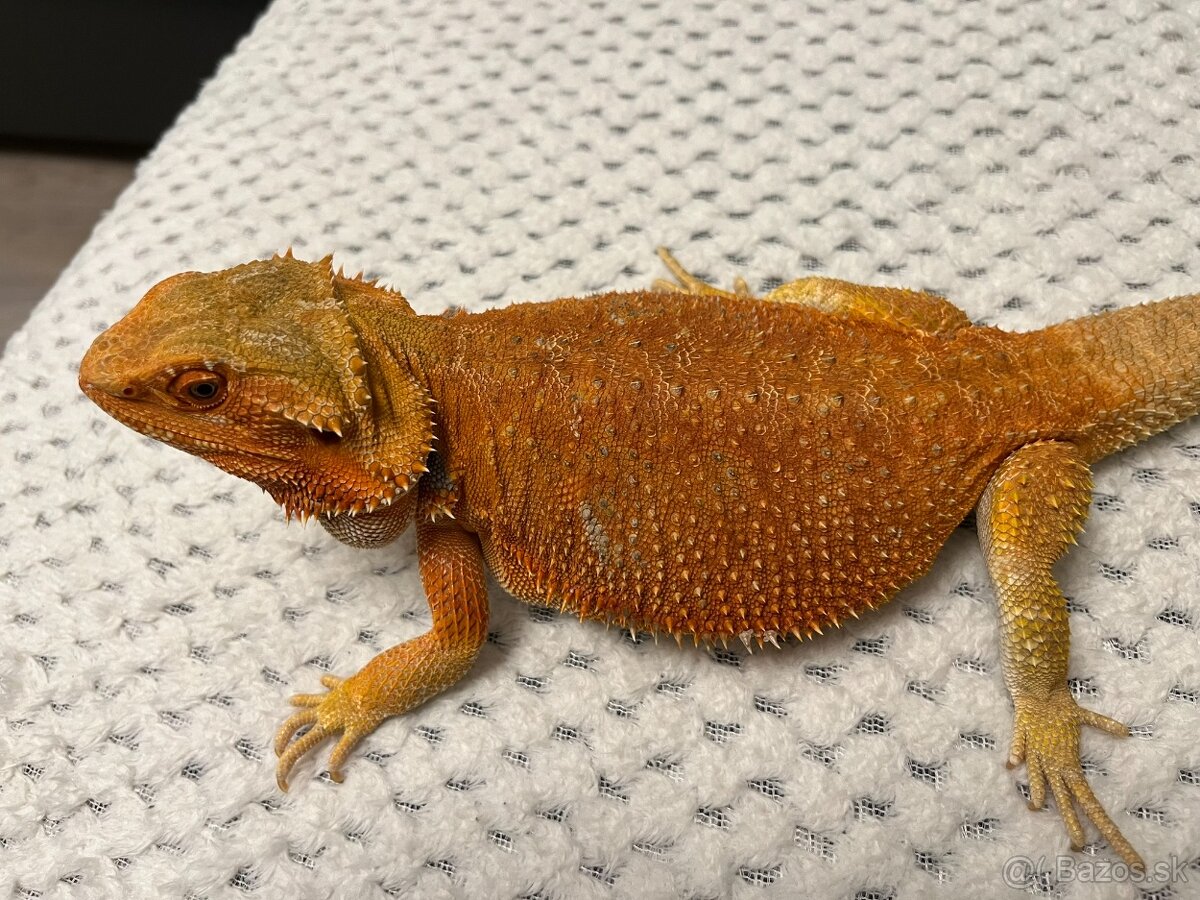 Agama bradatá + terárium - 10