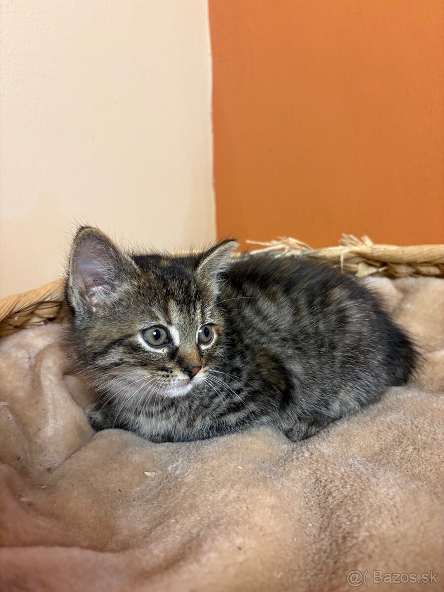 Roztomilé mačiatka hľadajú domov – zdarma - 10