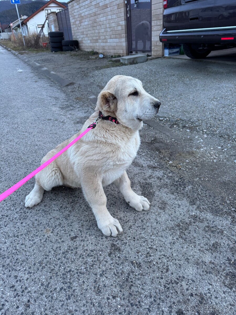 Stredoázijský ovčiak SAO - 10