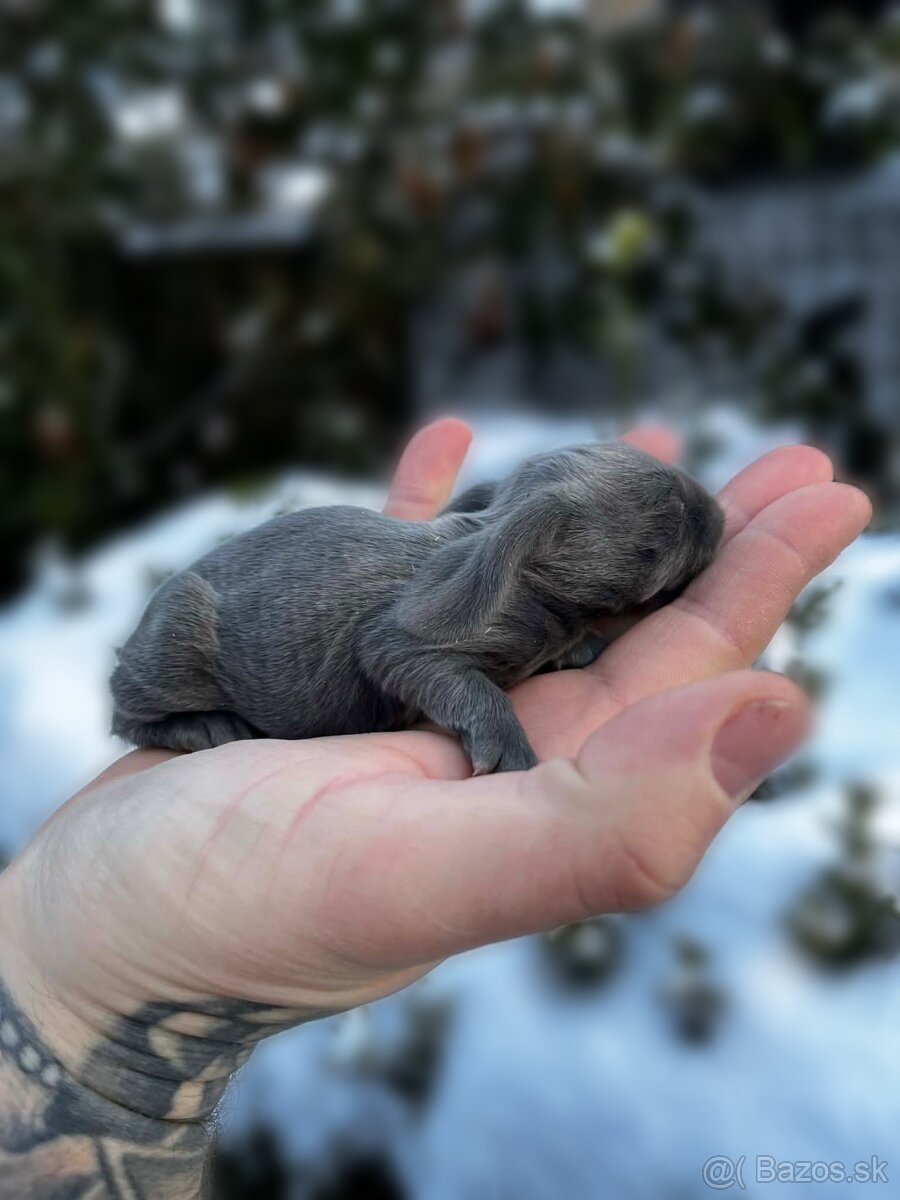 Anglický baranček - 10