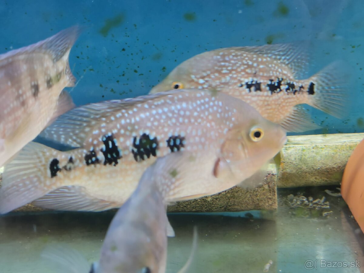 Super Red Texas 🔥 - 10