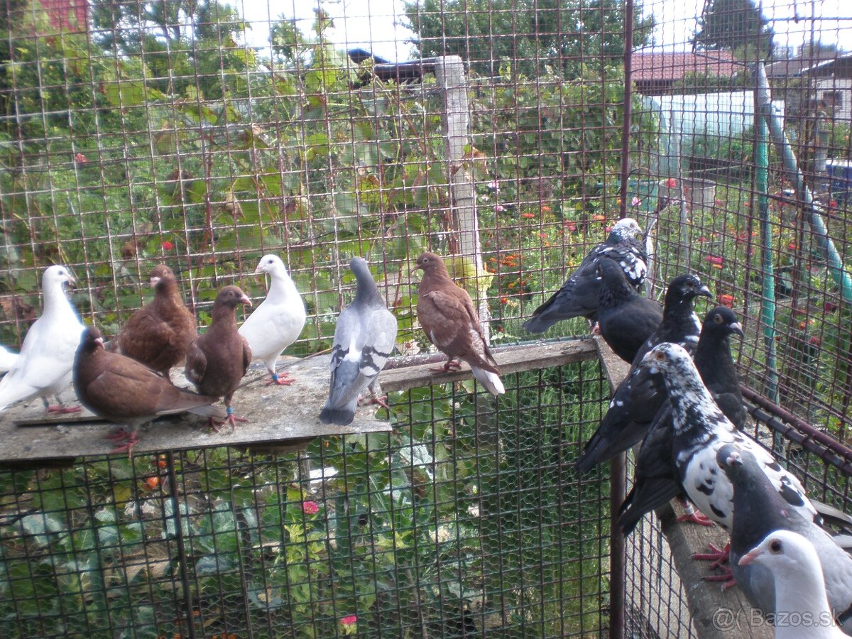 Poštové holuby Vangramberen - 10