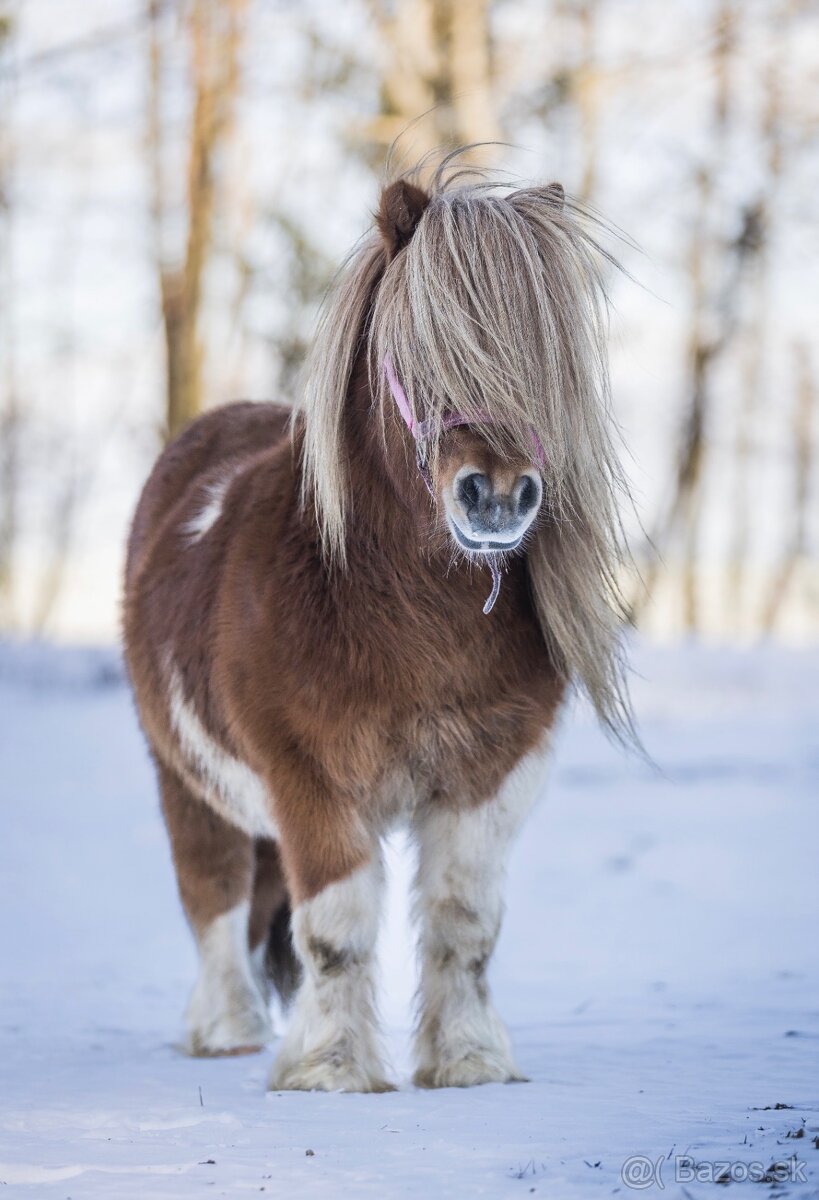 Hřebec mini Shetland pony s PP - 10
