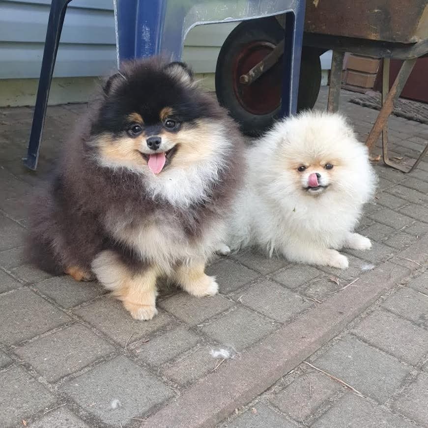 Pomeranian mini - 10