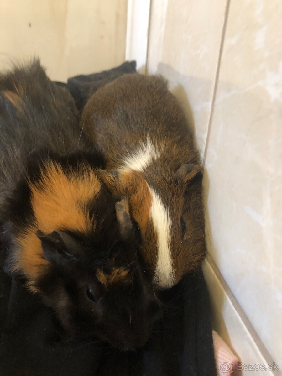 Darujem 2 Morčatka posledné. Odber možný hneď dnes - 10