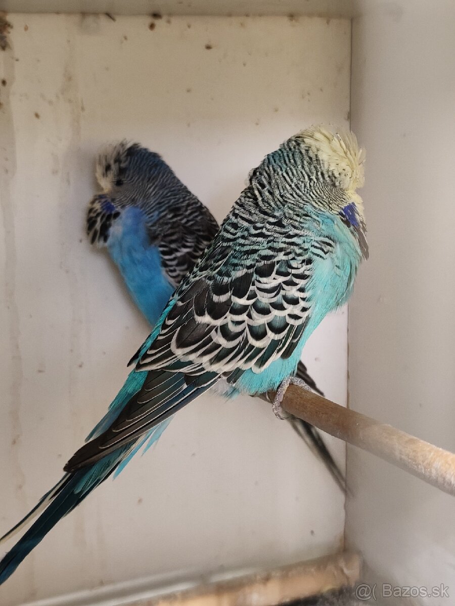 Výstavné andulky celý chov - 10