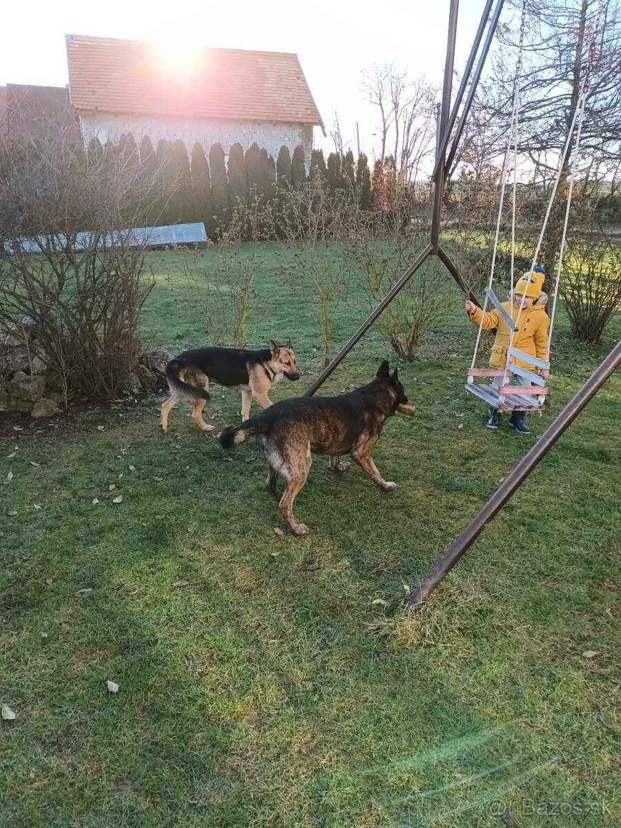 Predám holandského ovčiaka - 10