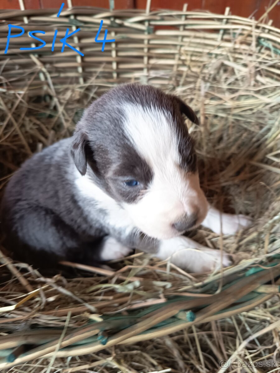 Border kólia šteniatka - 10