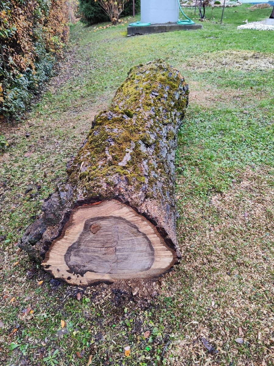 Predám kmene z čerstvo spíleneho stromu - 10