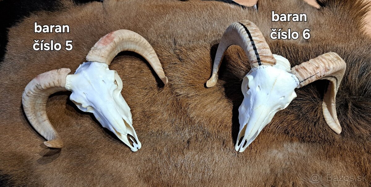 Trofeje, baran - 10