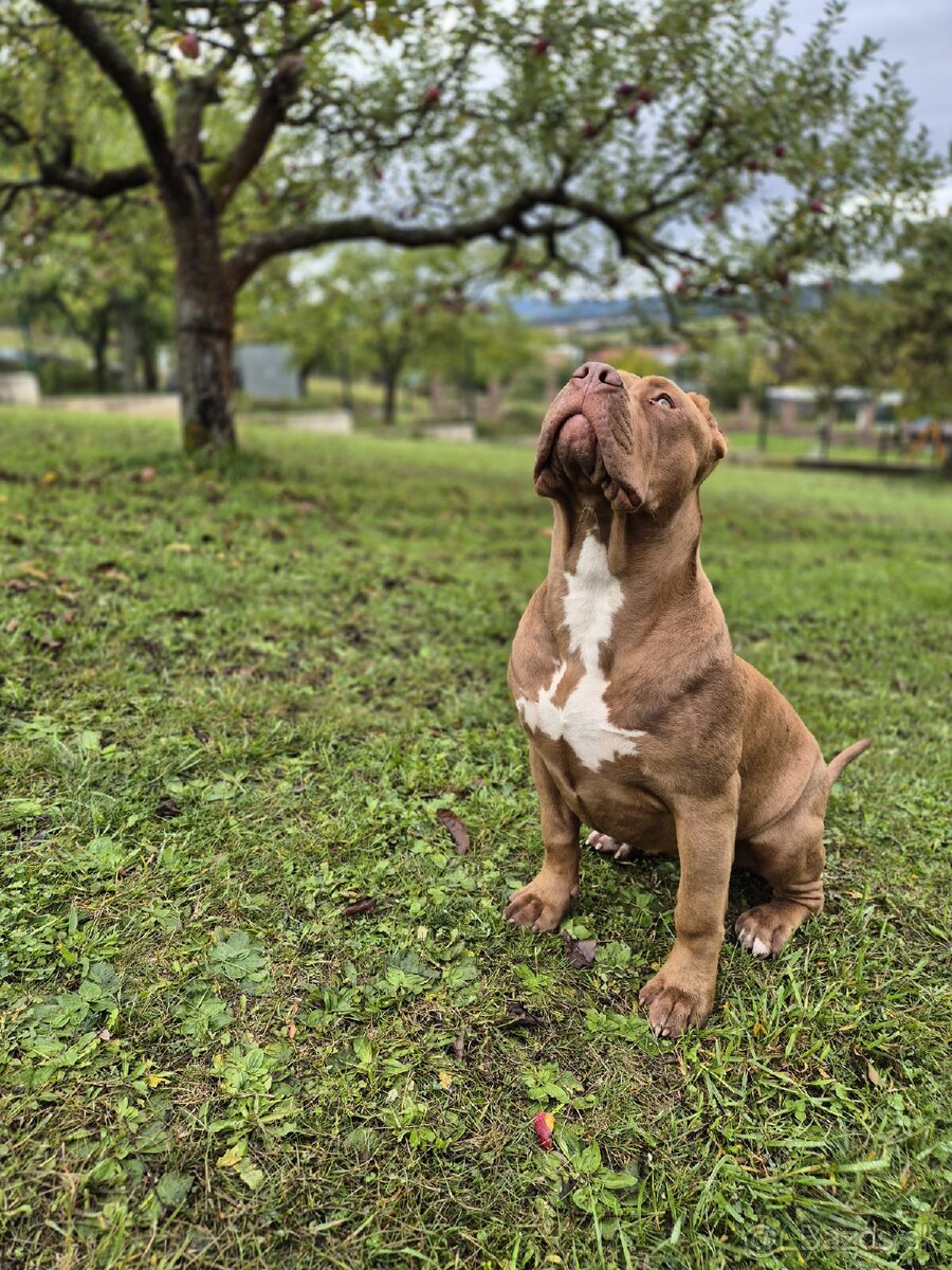 American bully XL - 10