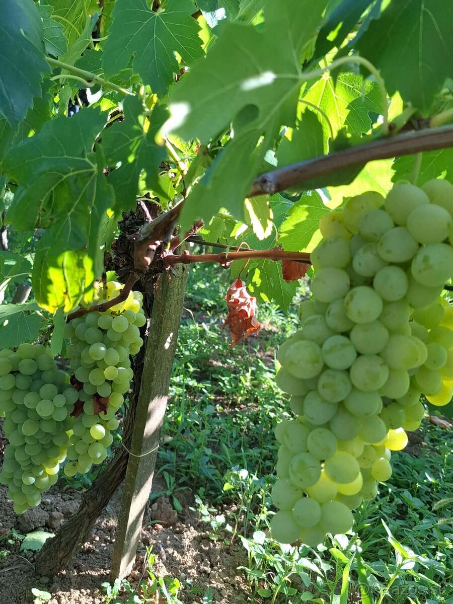 Vinohrad+chatka - 10