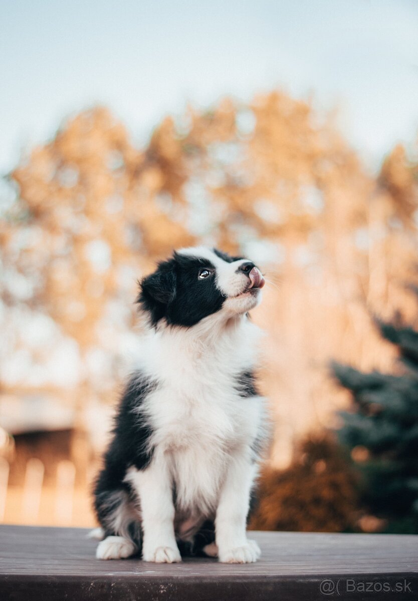 Border Kólia s PP - plánovaný vrh - šteniatka - 10