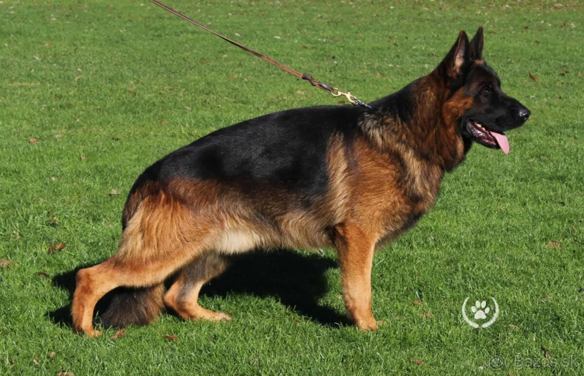 Nemecký ovčiak šteniatka - 10