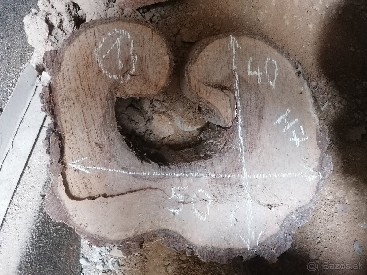 Orech - priečny rez - 10