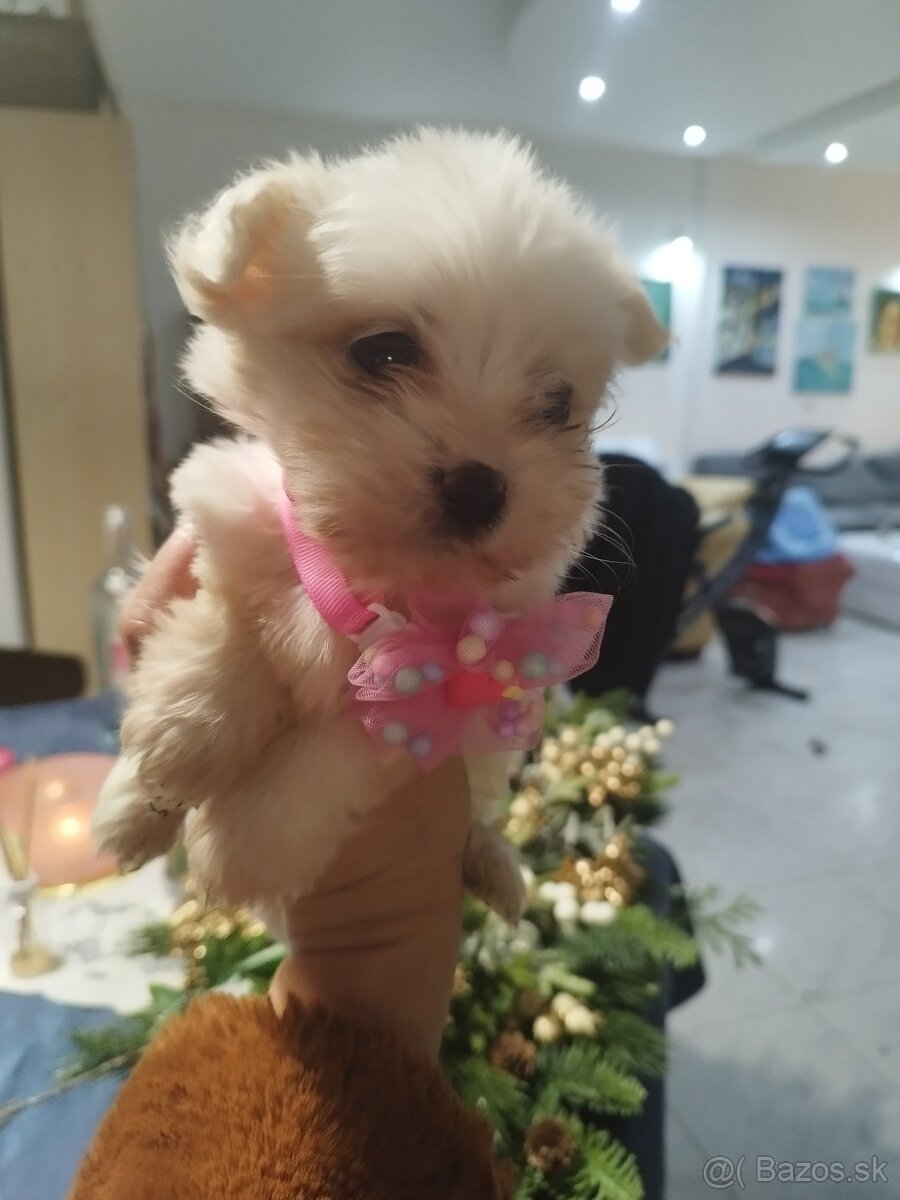 Mini maltezak šteniatka - 10