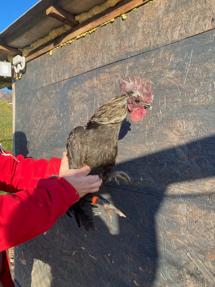 Ayam Cemani kohuti - 10