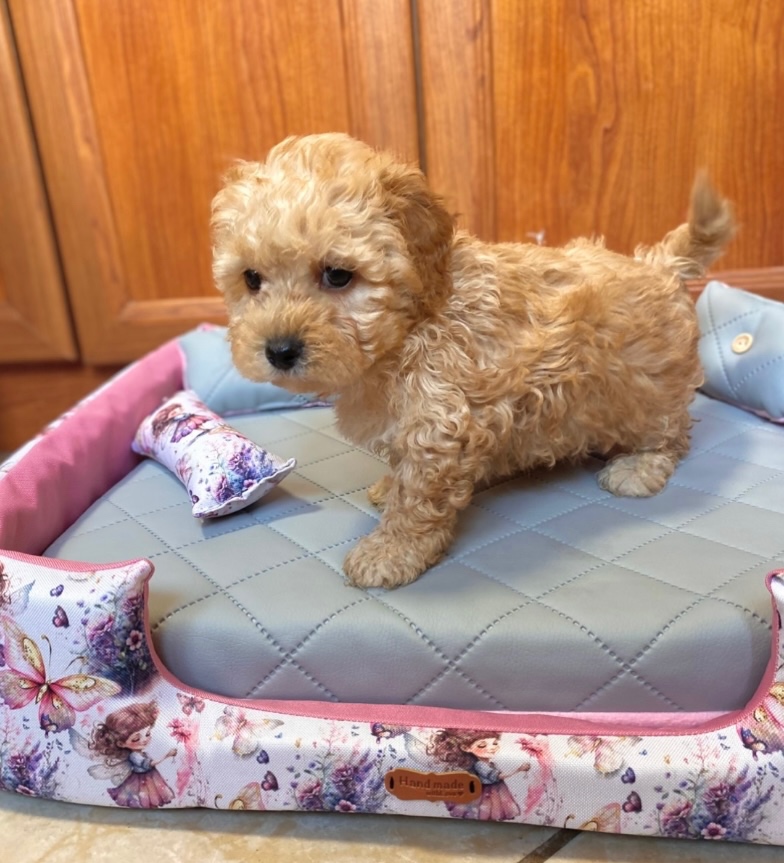 Maltipoo boys male - 10