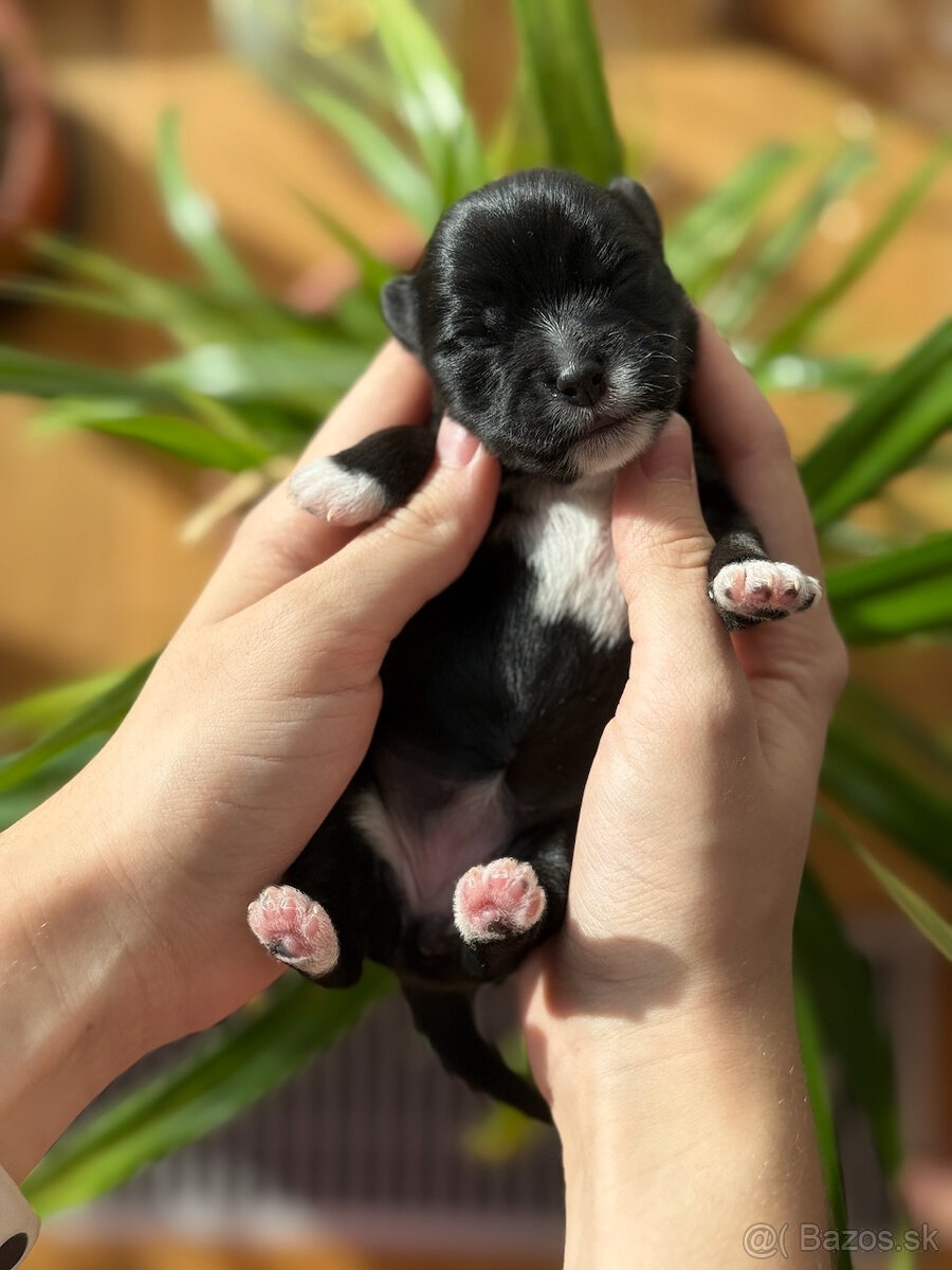 Havanský psík s PP - 10