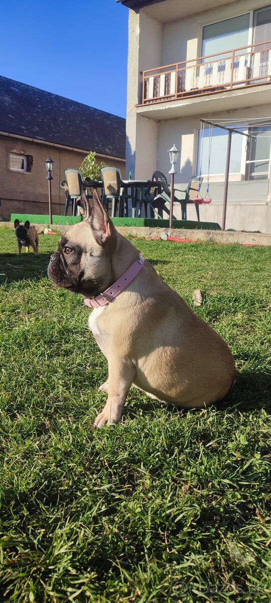 Francúzsky buldoček s PP - 10