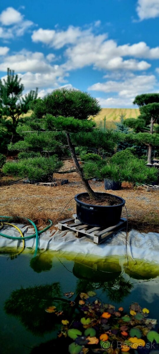 Záhradné bonsaje NIWAKI Pinus nigra - 10