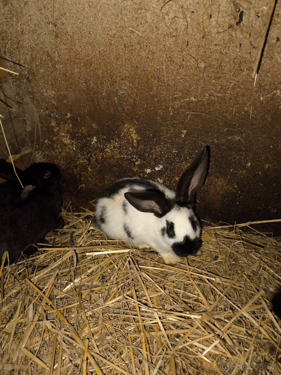 Nemecký obrovity strakač - 10