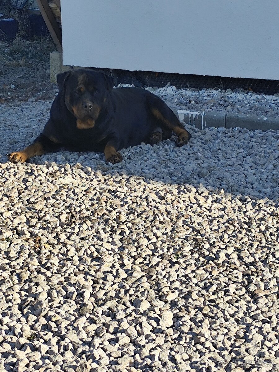 Predám rotvajlera - 10