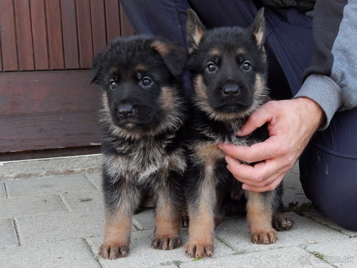 Nemecký ovčiak - 10