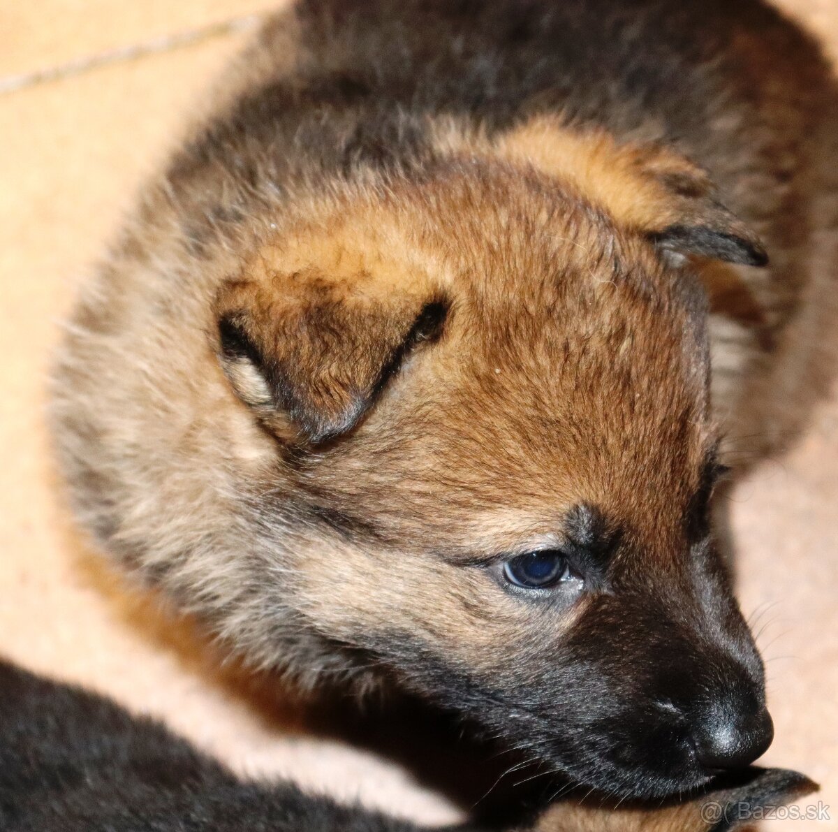 Německý ovčák s PP - 10