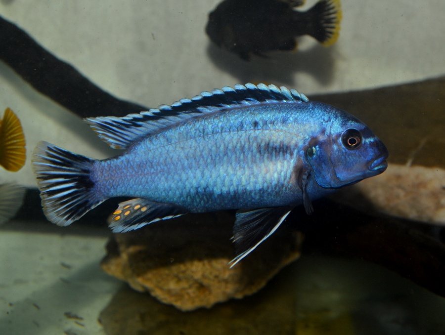 AFRICKÉ CICHLIDY dovoz 9.11 RK-BB - 10