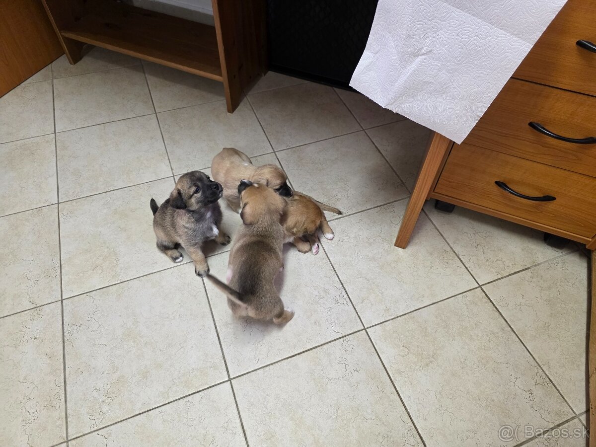 Darujem šteniatka - 10