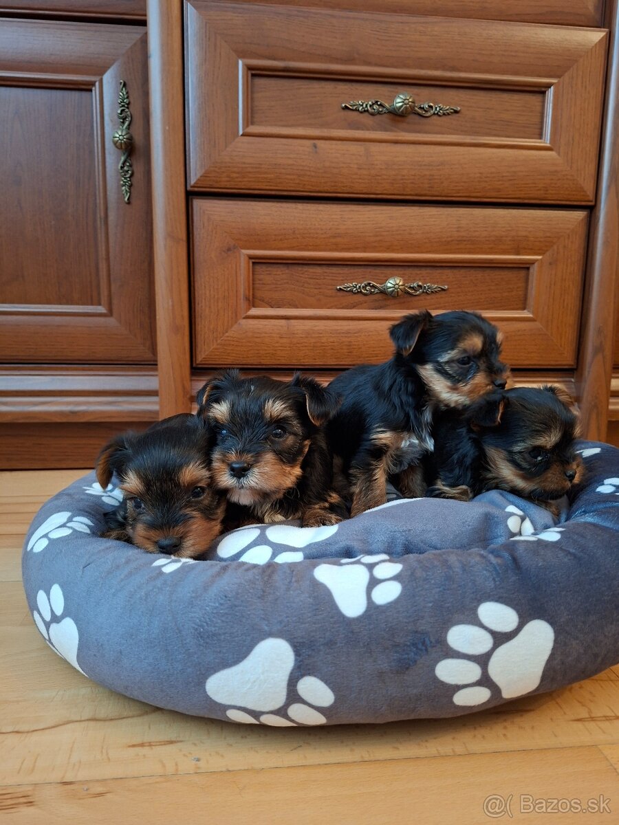 Yorkshirsky terier York - 10