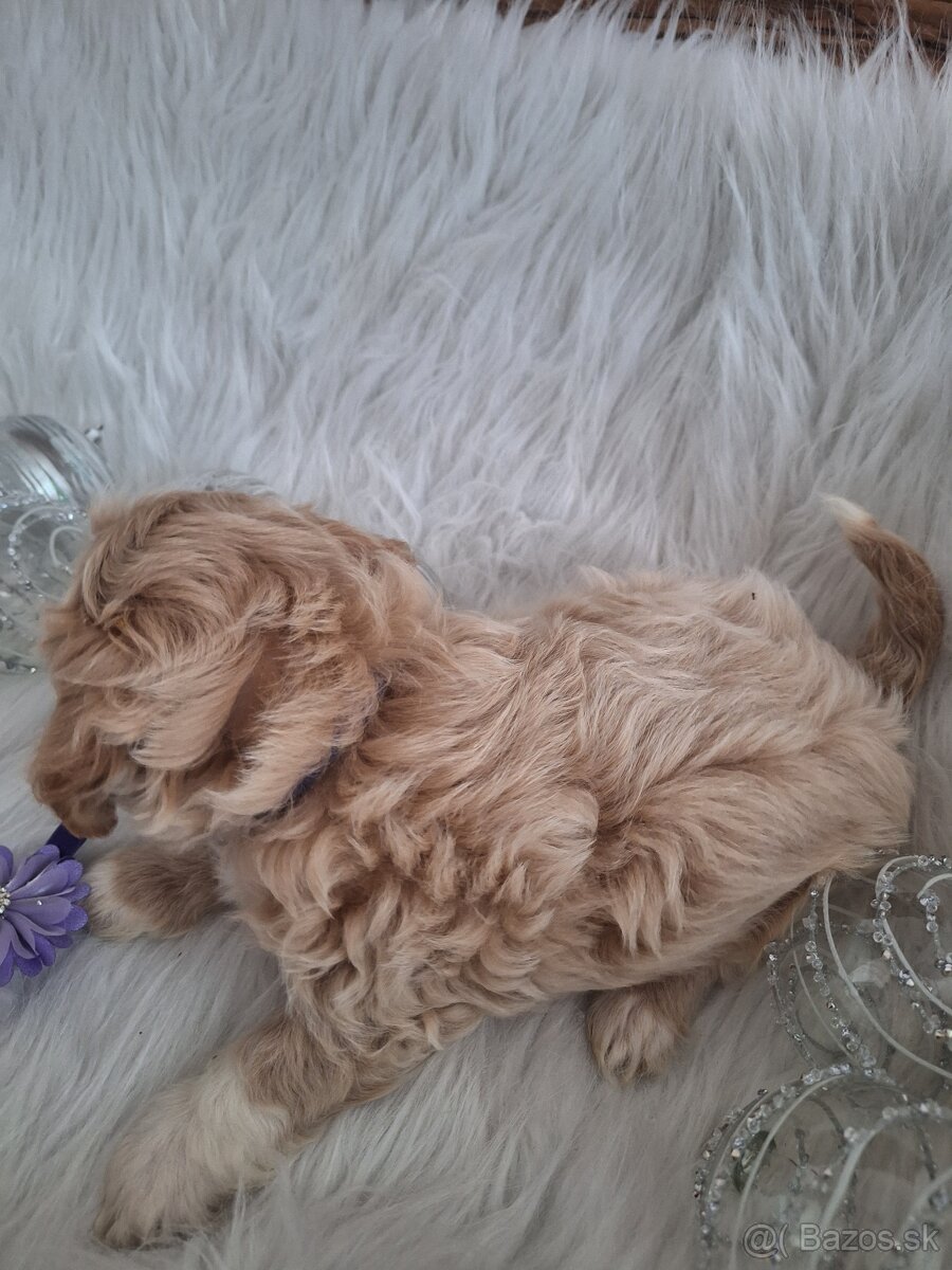 Maltipoo šteniatka, - 10