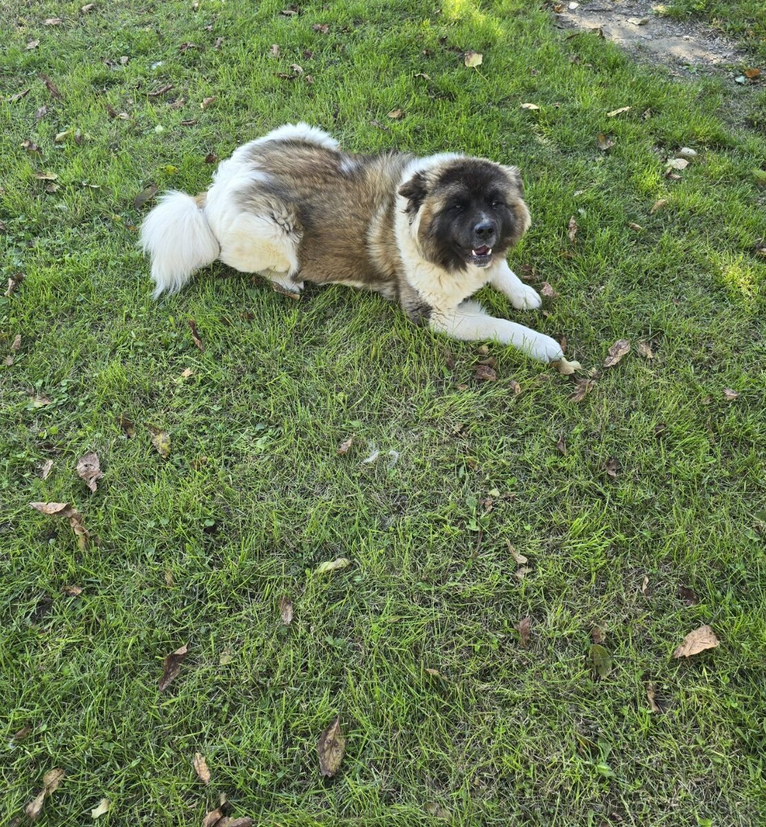 Šteniatka Americká akita - 10