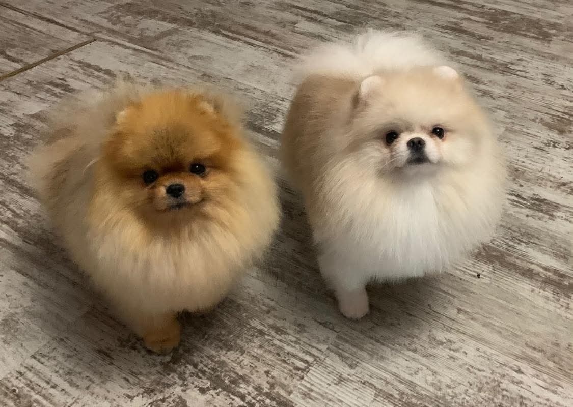 Pomeranian mini - 10